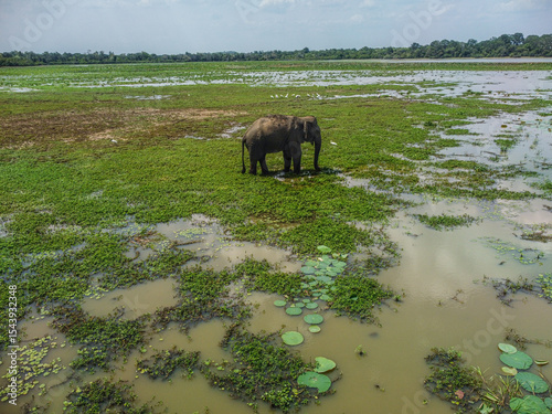 Wild Elephant in Kumana-Pottuvil - Sri Lankan Coastal Wilderness