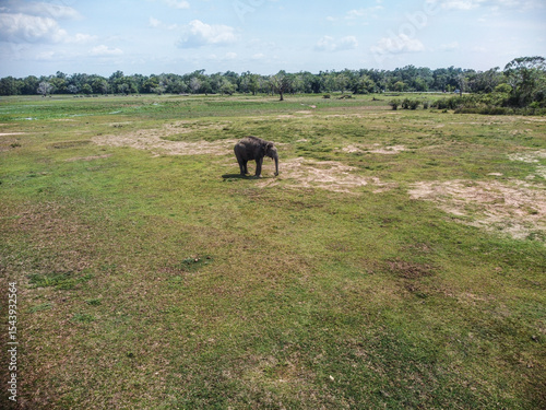 Wild Elephant in Pottuvil Reserve - Sri Lankan Wildlife Sanctuary