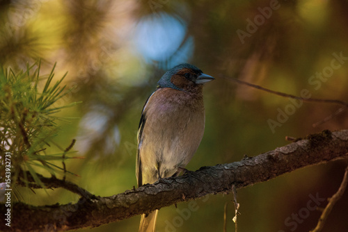 Chaffinch sitting on a branch, Finch bird 