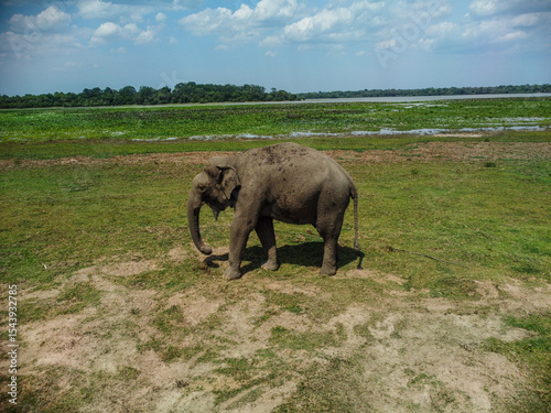 Wild Elephant in Kumana-Pottuvil - Sri Lankan Coastal Wilderness