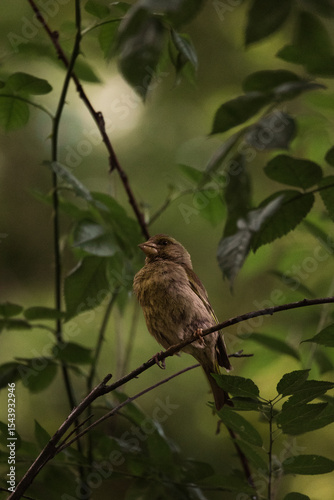 Carduelis chloris sitting on the tree