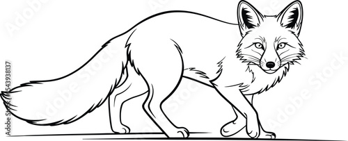 Line art illustration of a fox walking on a white background looking forward