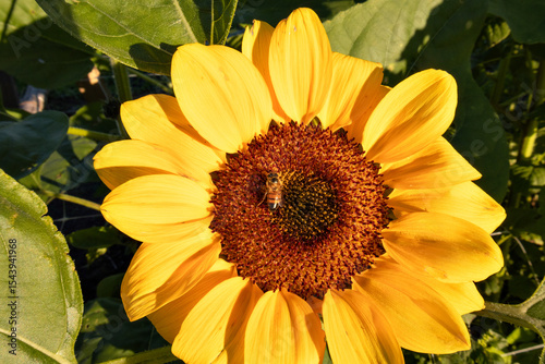 Flor girassol amarelo com uma abelha se alimentando