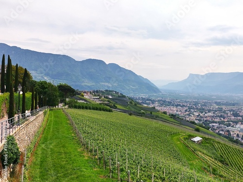 Panoramic view over vines into the countryside of Meran (Merano) from Dorf Tirol (village Tirolo) at wine way with cypress trees Mountain scenery in spring in South Tyrol. Beautiful landscape