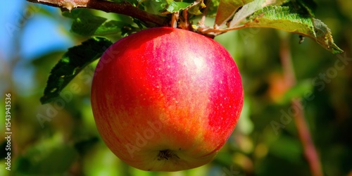 A vibrant red apple hangs from a tree branch, showcasing natural beauty and freshness.
