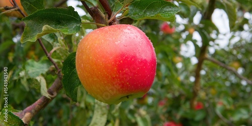 A vibrant red apple, glistening with water droplets, hangs on a branch, showcasing nature's beauty.