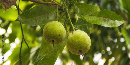 Two green fruits hanging from a tree branch with lush green leaves.