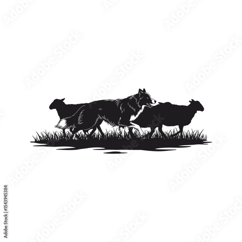 Border Collie herding sheep black and white silhouette farm animals working dog livestock rural scene vector illustration