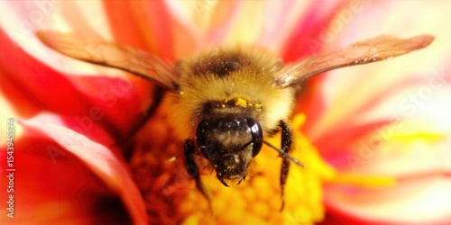A bee covered in pollen feeds on a bright yellow and red flower