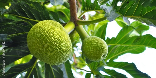 Two Breadfruit hanging from a tree branch with lush green leaves.