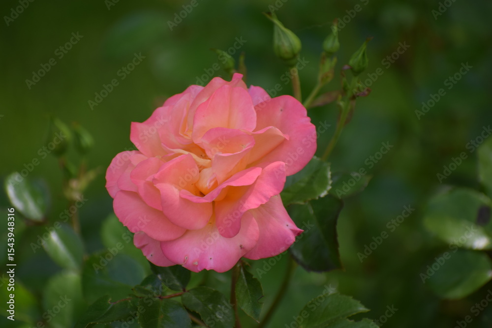 pink rose in garden pink rose in garden