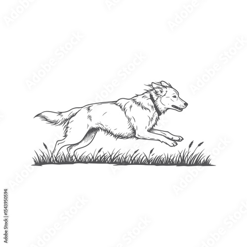 Handdrawn vector illustration of a running dog in the grass pet canine animal puppy border collie nature sketch drawing