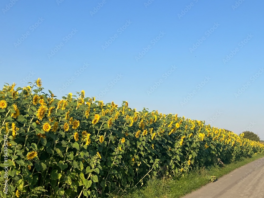 Obraz premium Blühende Sonnenblumen auf einem Feld bei Menden im Sauerland
