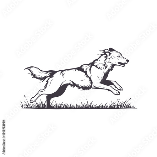 Running Dog Border Collie Breed Canine in Motion Black and White Illustration Vector Graphic Pet Animal Nature