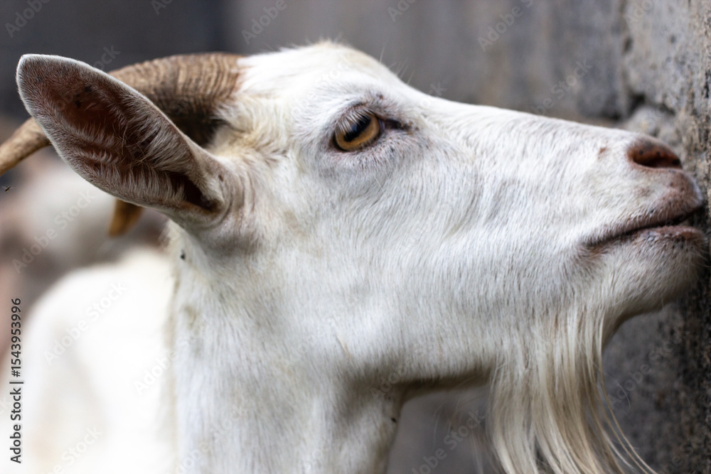 Fototapeta premium close up of a goat