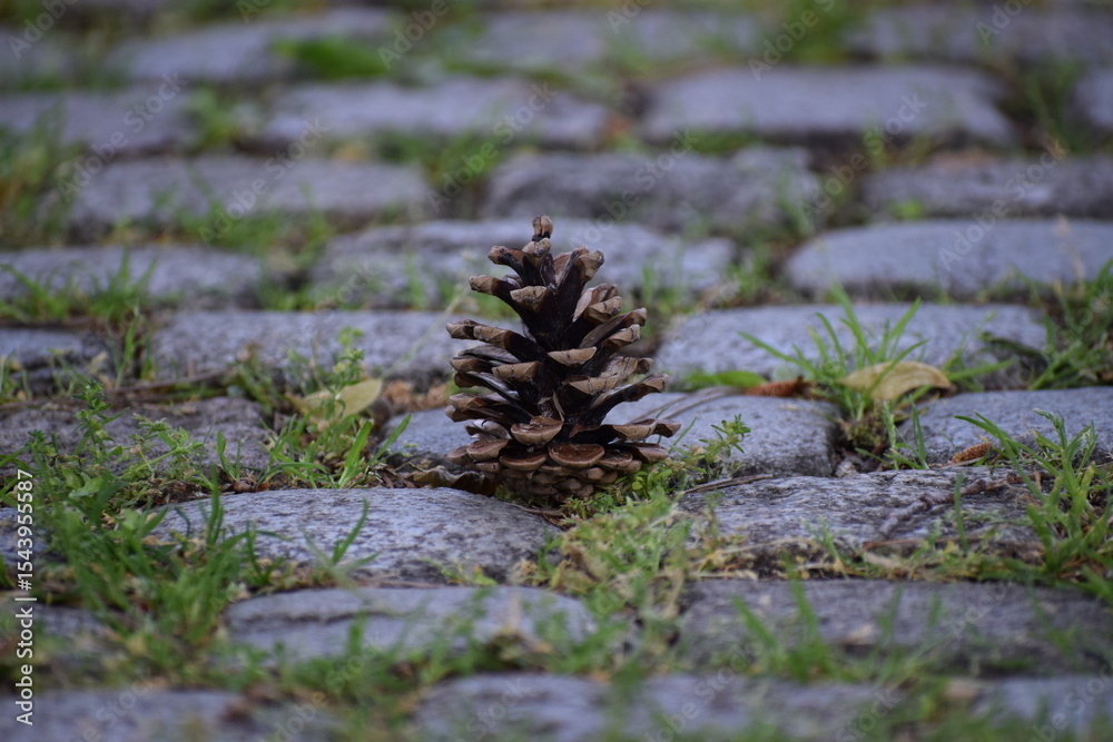 Fototapeta premium a closeup shot of a stone on a tree with a blurred background