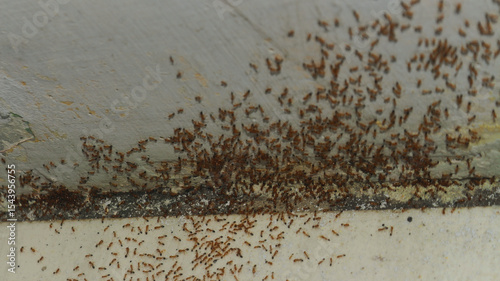 Close-up of a massive swarm of small reddish-brown ants on an aged, cracked concrete surface. Perfect for pest control ads, nature documentaries, entomology studies, and infestation concepts