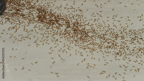 Close-up of a massive swarm of small reddish-brown ants on an aged, cracked concrete surface. Perfect for pest control ads, nature documentaries, entomology studies, and infestation concepts