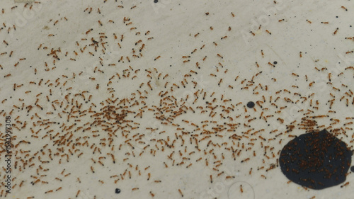 Close-up of a massive swarm of small reddish-brown ants on an aged, cracked concrete surface. Perfect for pest control ads, nature documentaries, entomology studies, and infestation concepts