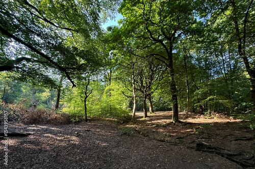 “Sunlight, dappled and golden, slips through the verdant woodland veil, painting flickers of warmth across a hushed forest floor, deep in the heart of Judy Woods, Bradford, Yorkshire, UK