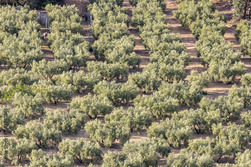 Montefrio, Granada, Andalusia, Spain. Olive trees growing.