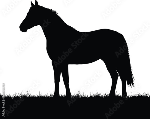 hourse silhouette, isolated in white background, black and white, flat vector art