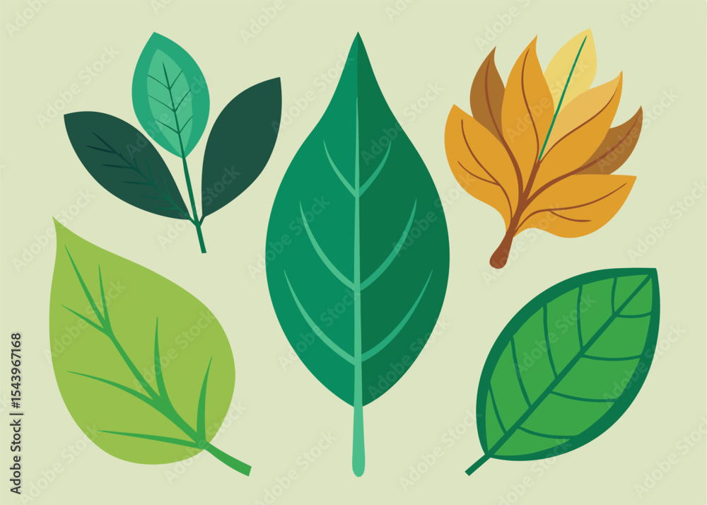 Fototapeta premium Leaf Types Illustration