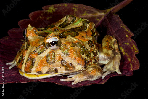 Close up view of Pacman frog.