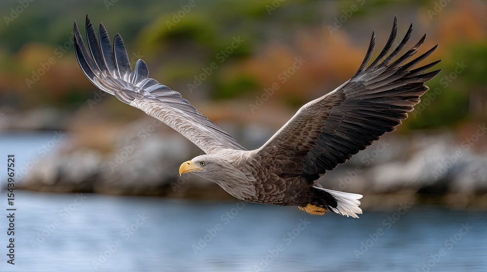 Obraz premium A majestic eagle glides above tranquil waters, illuminated by golden-hour light with cliffs softly blurred in the background