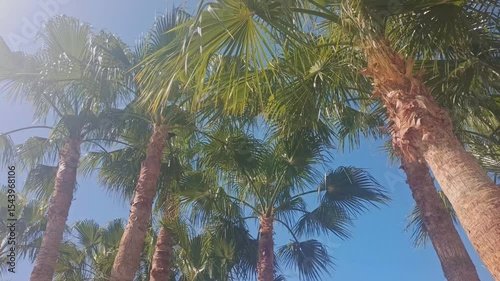 Tall palm trees against a clear blue sky. The scene captures the vibrant green fronds swaying gently in the breeze, evoking a tropical atmosphere.