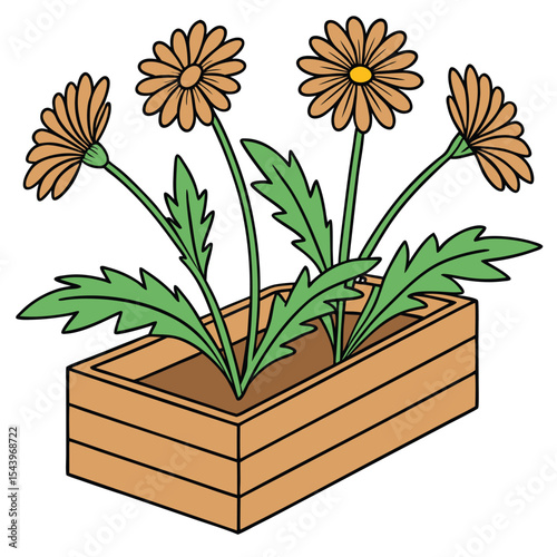 Daisies with green leaves are growing inside a planter box with a transparent background