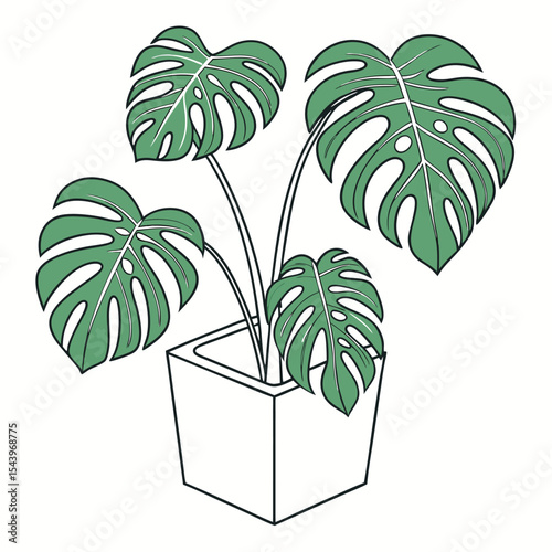 Green monstera plant with fenestrations grows happily in a square pot vector