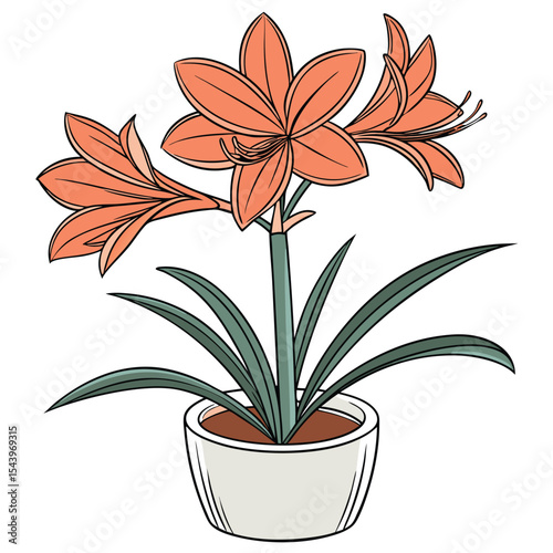 Three peach amaryllis flowers bloom in white pot with pointed green leaves displayed beautifully
