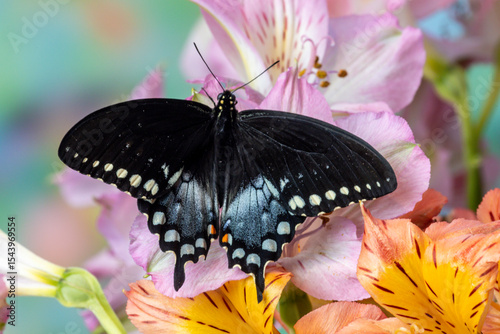 Spicebush butterfly on flowers of Peruvian lily.