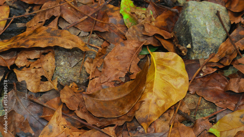 Wet, detailed texture of fallen autumn leaves on a forest floor. Ideal natural background for fall seasonal designs, marketing, and nature conservation themes