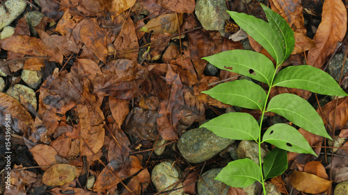 Wet, detailed texture of fallen autumn leaves on a forest floor. Ideal natural background for fall seasonal designs, marketing, and nature conservation themes
