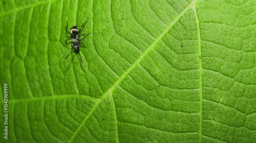 Macro view of small dark spider on textured green mango leaf with yellow spots against solid black background. Ideal for biology, nature, and pest control media