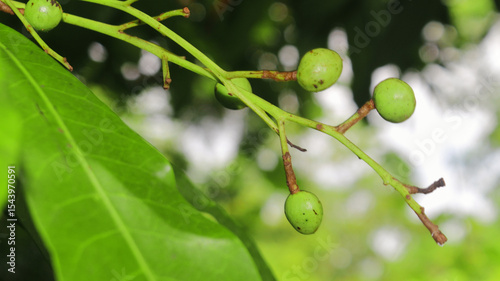 Detailed macro of unripe green mango fruits forming on a twig, set against a vibrant bokeh background of tropical leaves. Ideal for agriculture, farming, and plant biology content