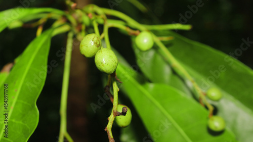 Detailed macro of unripe green mango fruits forming on a twig, set against a vibrant bokeh background of tropical leaves. Ideal for agriculture, farming, and plant biology content
