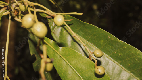 Detailed macro of unripe green mango fruits forming on a twig, set against a vibrant bokeh background of tropical leaves. Ideal for agriculture, farming, and plant biology content