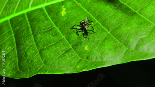 Macro view of small dark spider on textured green mango leaf with yellow spots against solid black background. Ideal for biology, nature, and pest control media