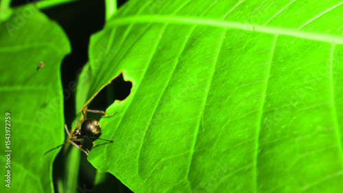 Macro view of small dark spider on textured green mango leaf with yellow spots against solid black background. Ideal for biology, nature, and pest control media
