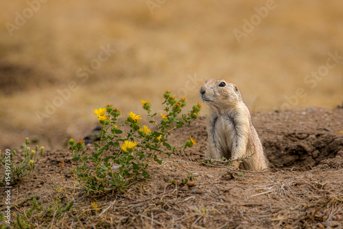 A Black-tailed prairie dog remains alert.