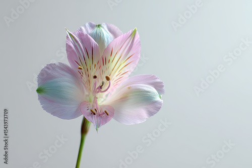 Solitary Alstroemeria flower showcasing pink petals with striped markings atop a slender green stem