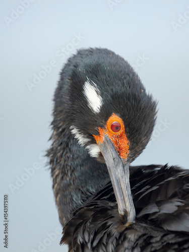 Rock shag or Magellanic cormorant. South America, Falkland Islands, Bleaker Island.