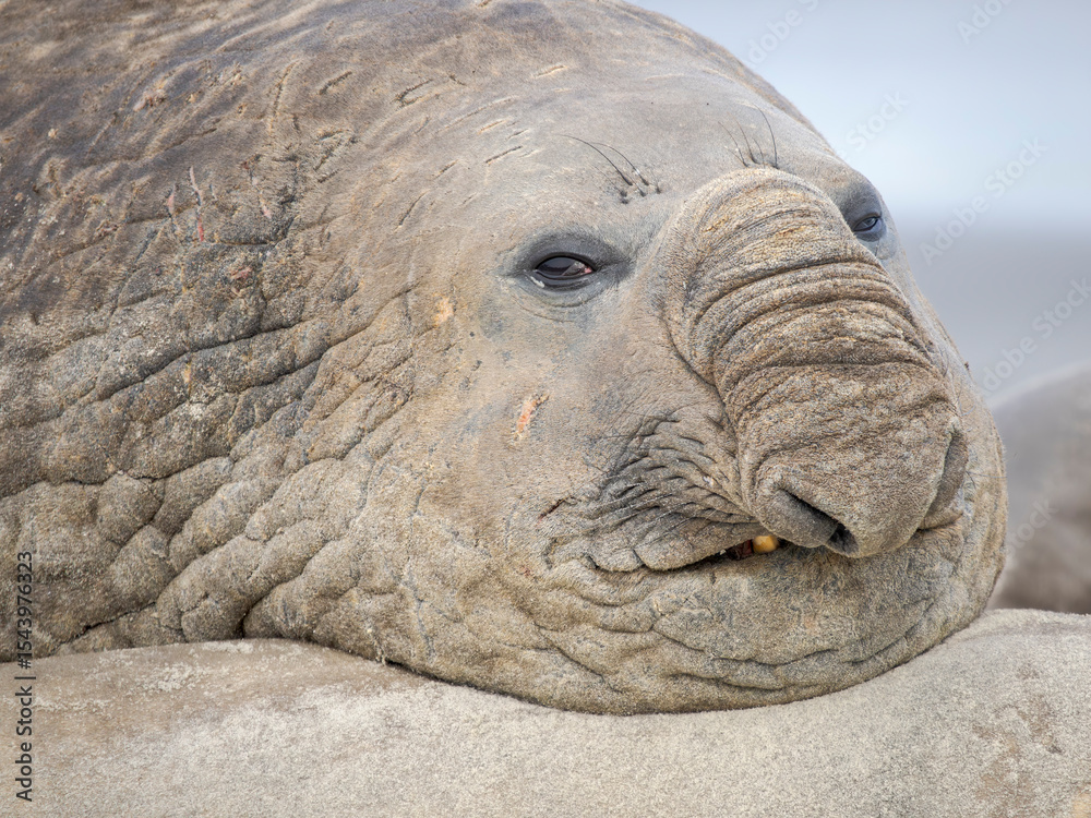 Obraz premium Dominant bull on beach. Southern elephant seal during mating and pupping season on a beach on Sea Lion Island. South America, Falkland Islands.