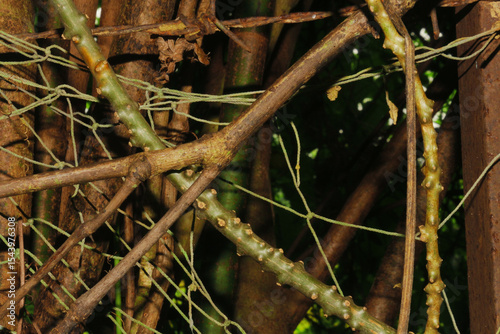 Macro shot of a green plant stem growing through a metal wire fence against a soft green bokeh background. Ideal for concepts of nature's resilience, boundaries, and organic textures