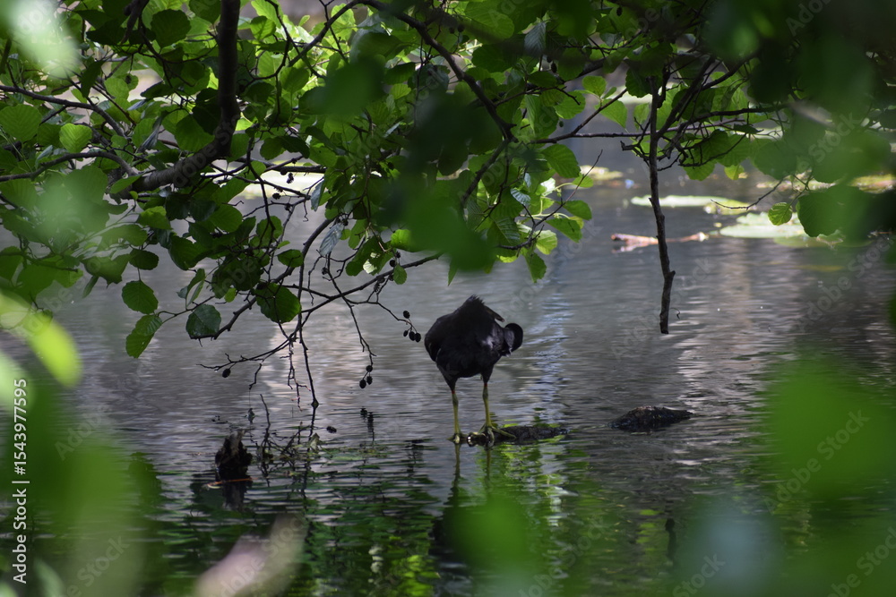 Naklejka premium tree in the water