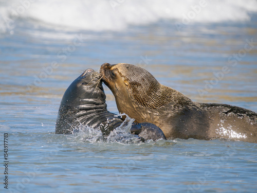Young bull separating weaned and helpless pup from harem to drown and kill it. South American sea lion and southern elephant seal. South America, Falkland Islands, Sea Lion Island.