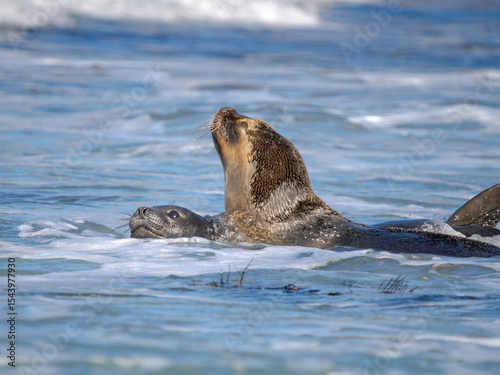 Young bull separating weaned and helpless pup from harem to drown and kill it. South American sea lion and southern elephant seal. South America, Falkland Islands, Sea Lion Island.